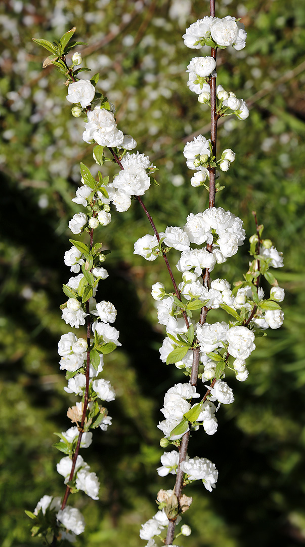 Image of Cerasus glandulosa specimen.