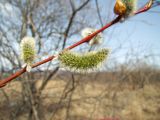 Salix rorida. Часть побега с женскими соцветиями. Магаданская обл., г. Магадан, долина р. Магаданка в нижнем течении, ивняк. 07.05.2017.