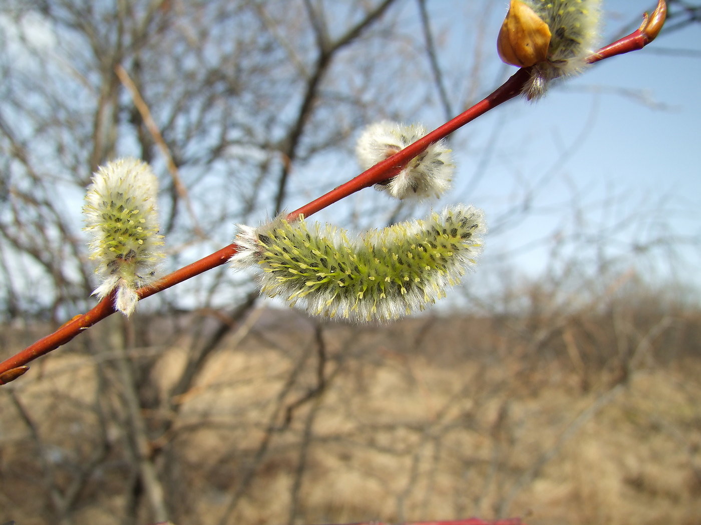 Изображение особи Salix rorida.