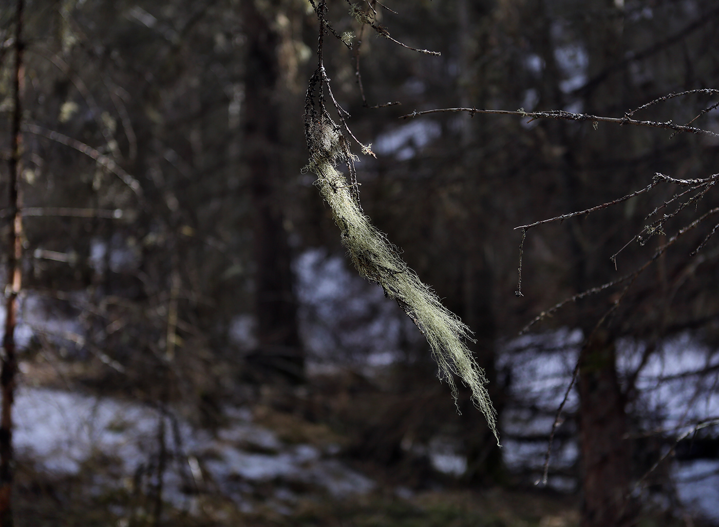 Image of genus Usnea specimen.