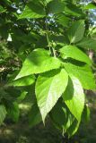 Celtis occidentalis