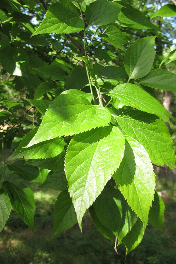 Изображение особи Celtis occidentalis.