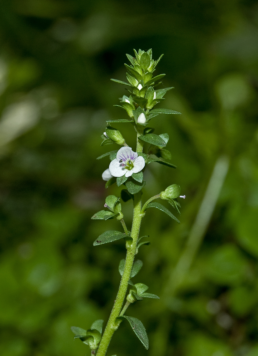 Image of Veronica serpyllifolia specimen.