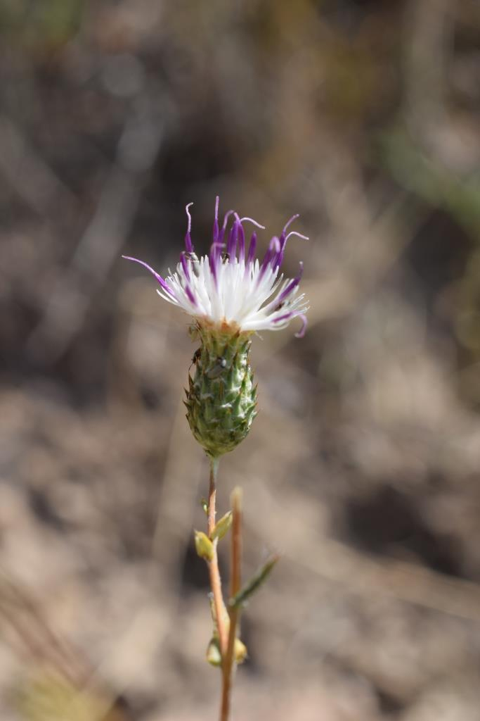 Image of Cousinia krauseana specimen.