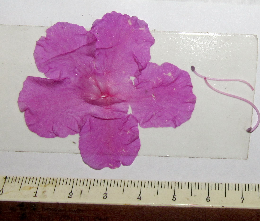 Image of Rhododendron sajanense specimen.