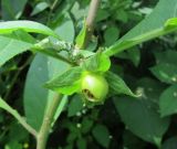 Atropa acuminata