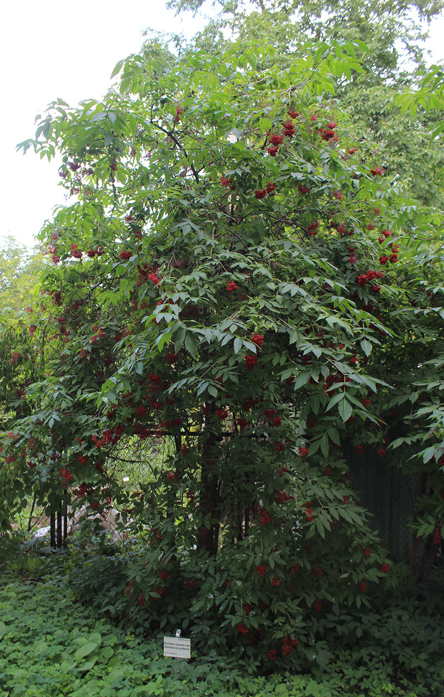 Image of Sambucus pubens specimen.