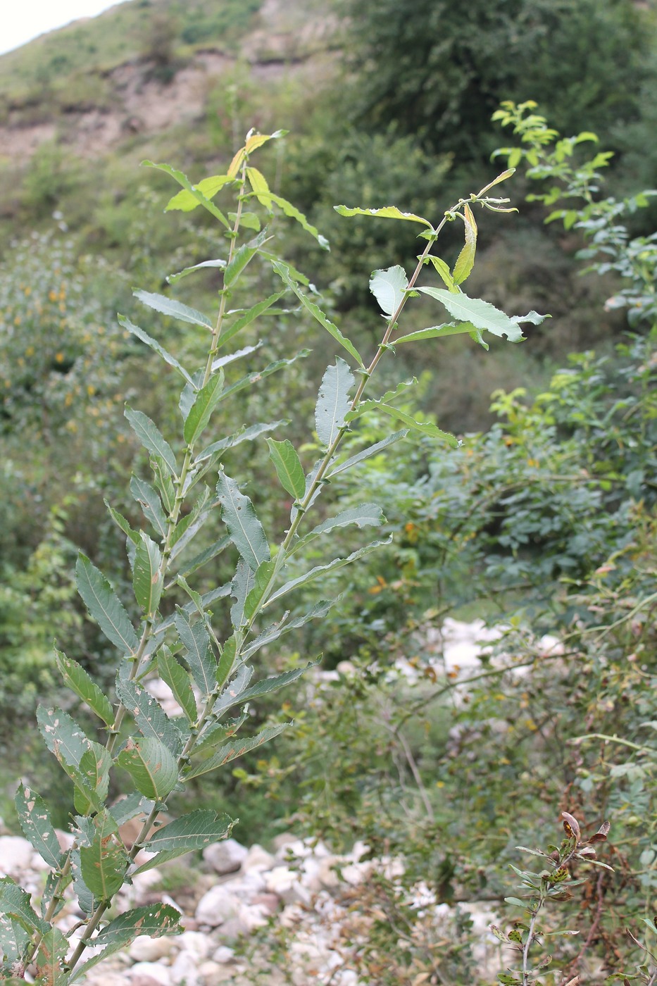 Image of Salix pseudomedemii specimen.