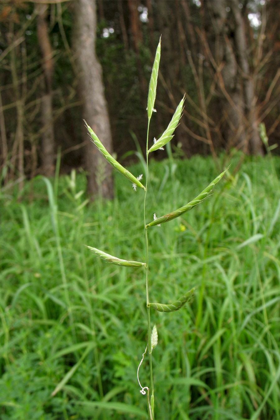 Image of Brachypodium pinnatum specimen.