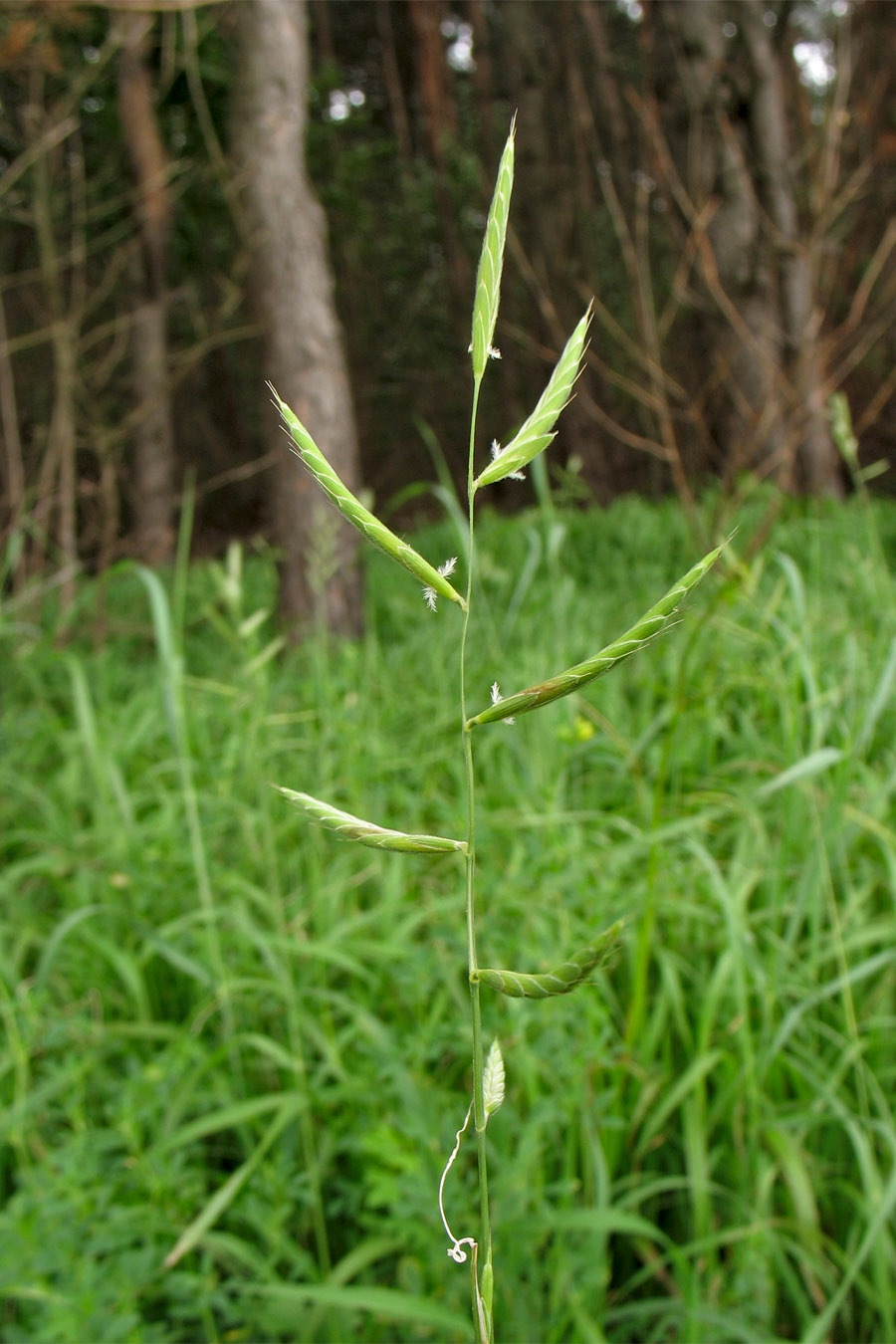 Изображение особи Brachypodium pinnatum.