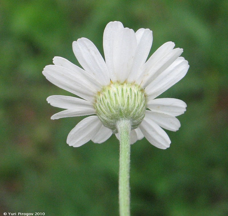 Изображение особи Pyrethrum poteriifolium.