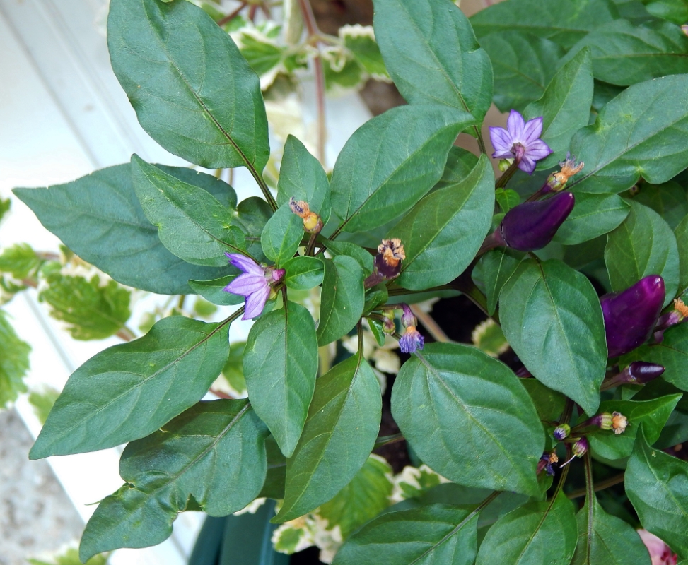 Image of Capsicum annuum specimen.