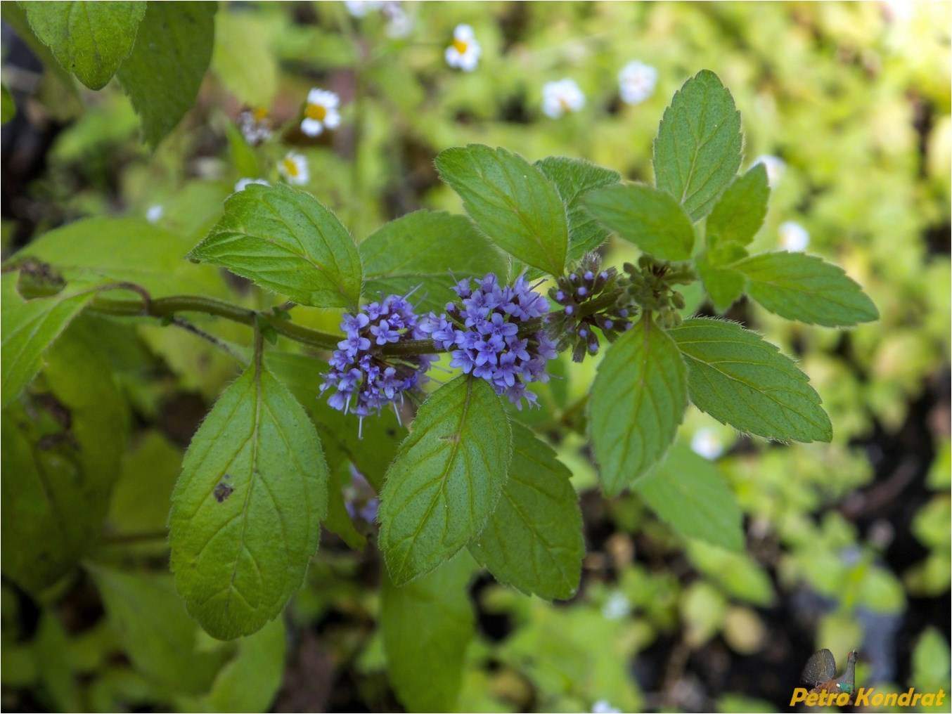 Image of Mentha arvensis specimen.