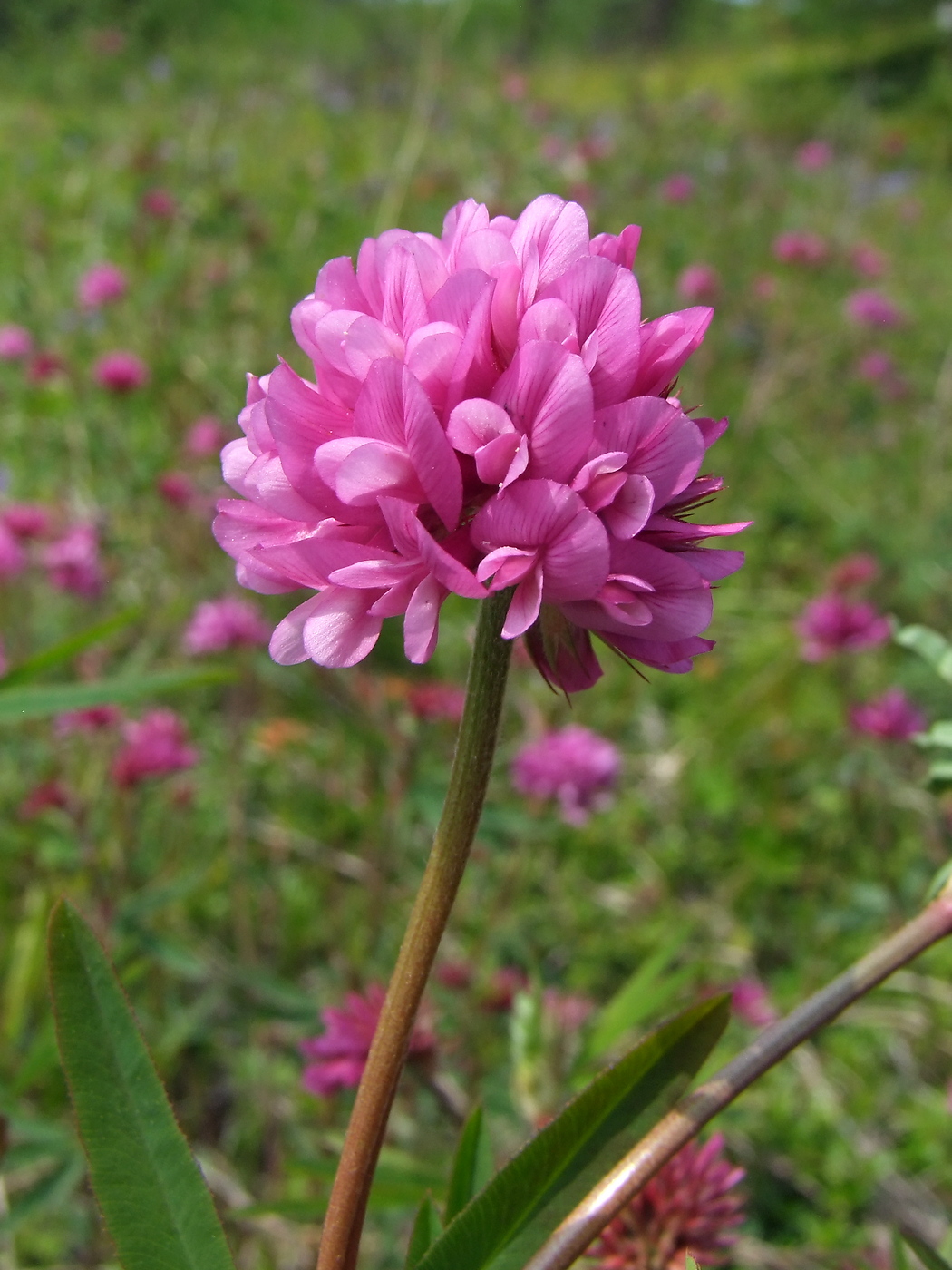 Изображение особи Trifolium lupinaster.