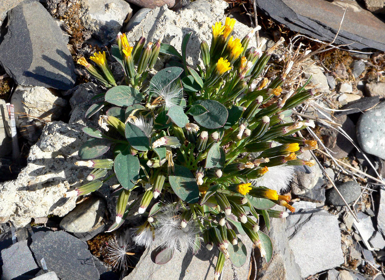 Image of Crepis nana specimen.