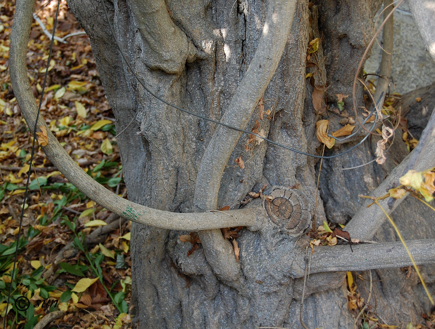 Image of Wisteria sinensis specimen.