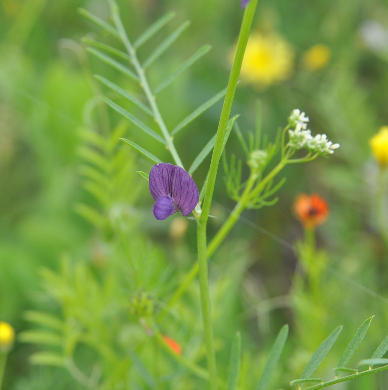 Image of Vicia peregrina specimen.