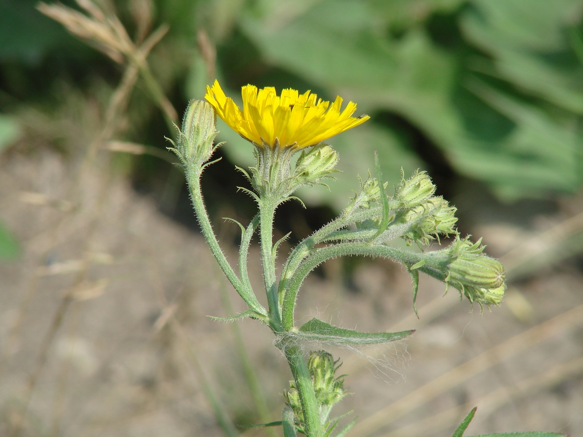 Image of Picris hieracioides specimen.