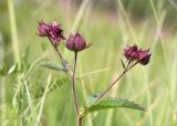 Comarum palustre. Верхушка побега с соцветием. Кольский п-ов, Кандалакшский берег Белого моря, разнотравный влажный луг на берегу ручья. 25.07.2018.