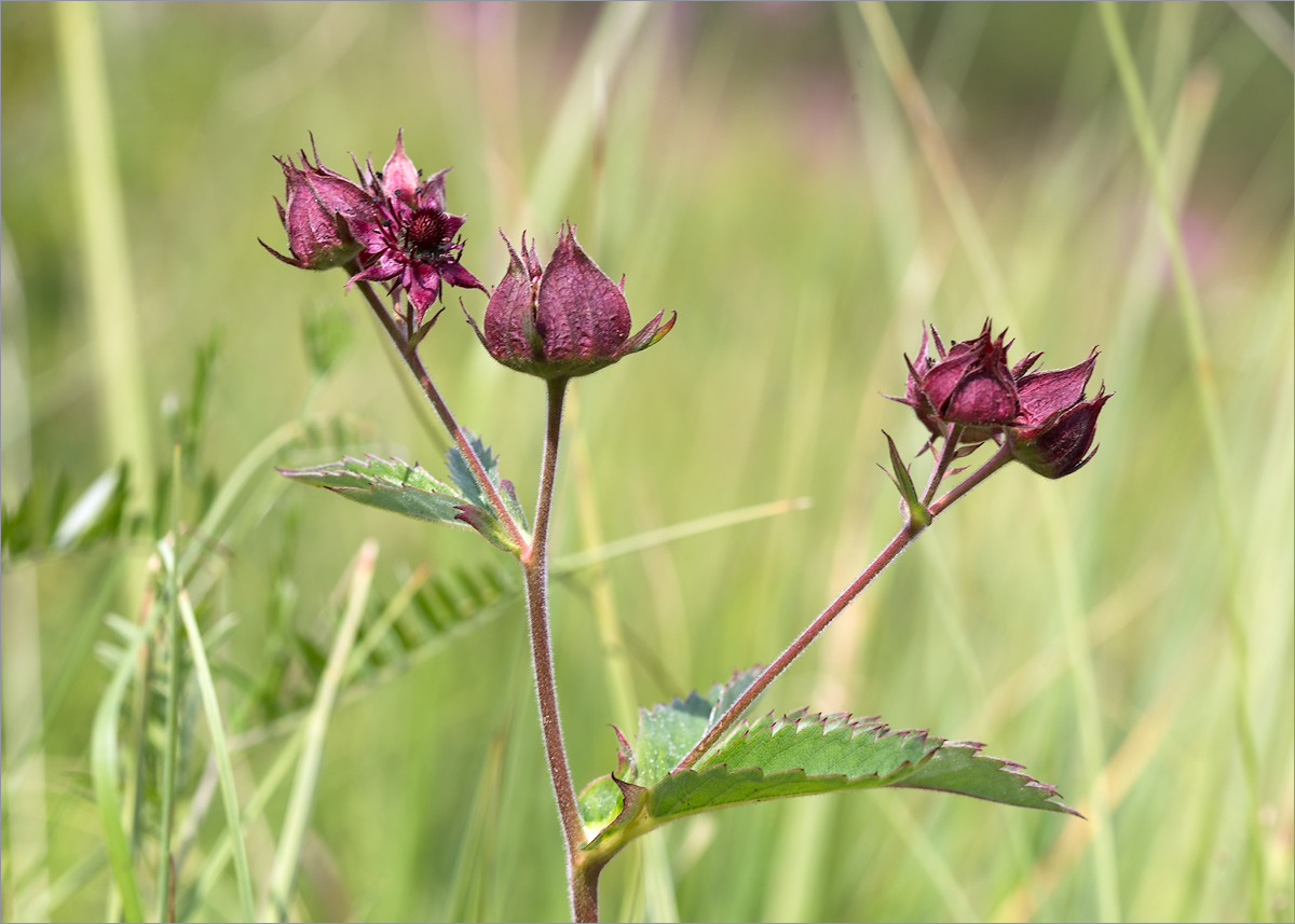 Image of Comarum palustre specimen.