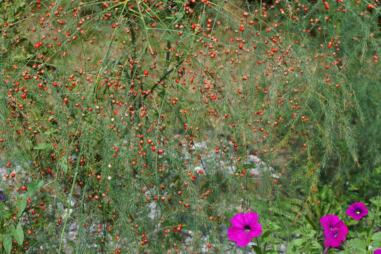 Image of Asparagus officinalis specimen.