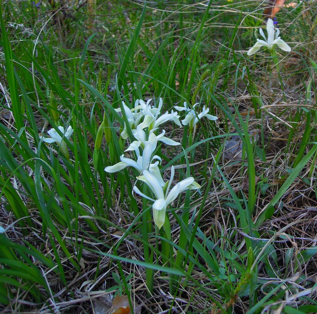 Image of Iris ruthenica specimen.