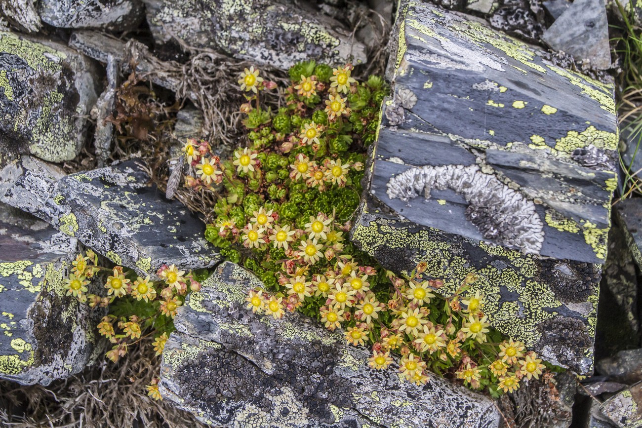 Изображение особи Saxifraga moschata.