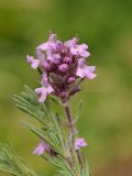 Thymus doerfleri