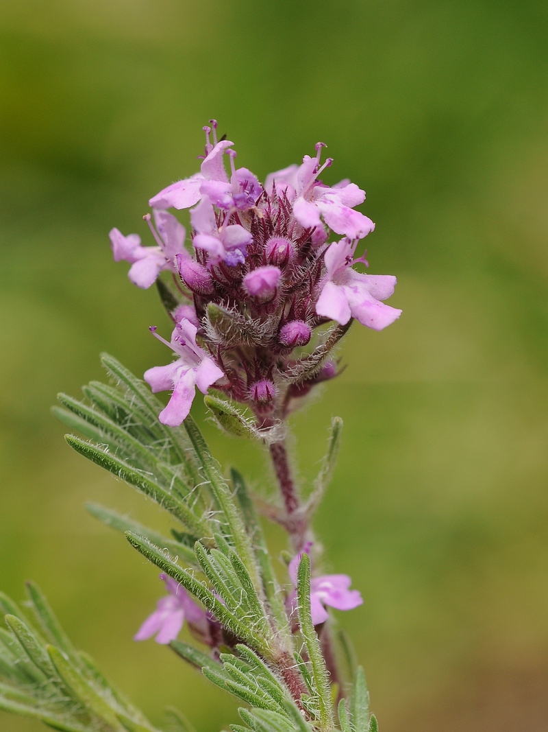 Image of Thymus doerfleri specimen.