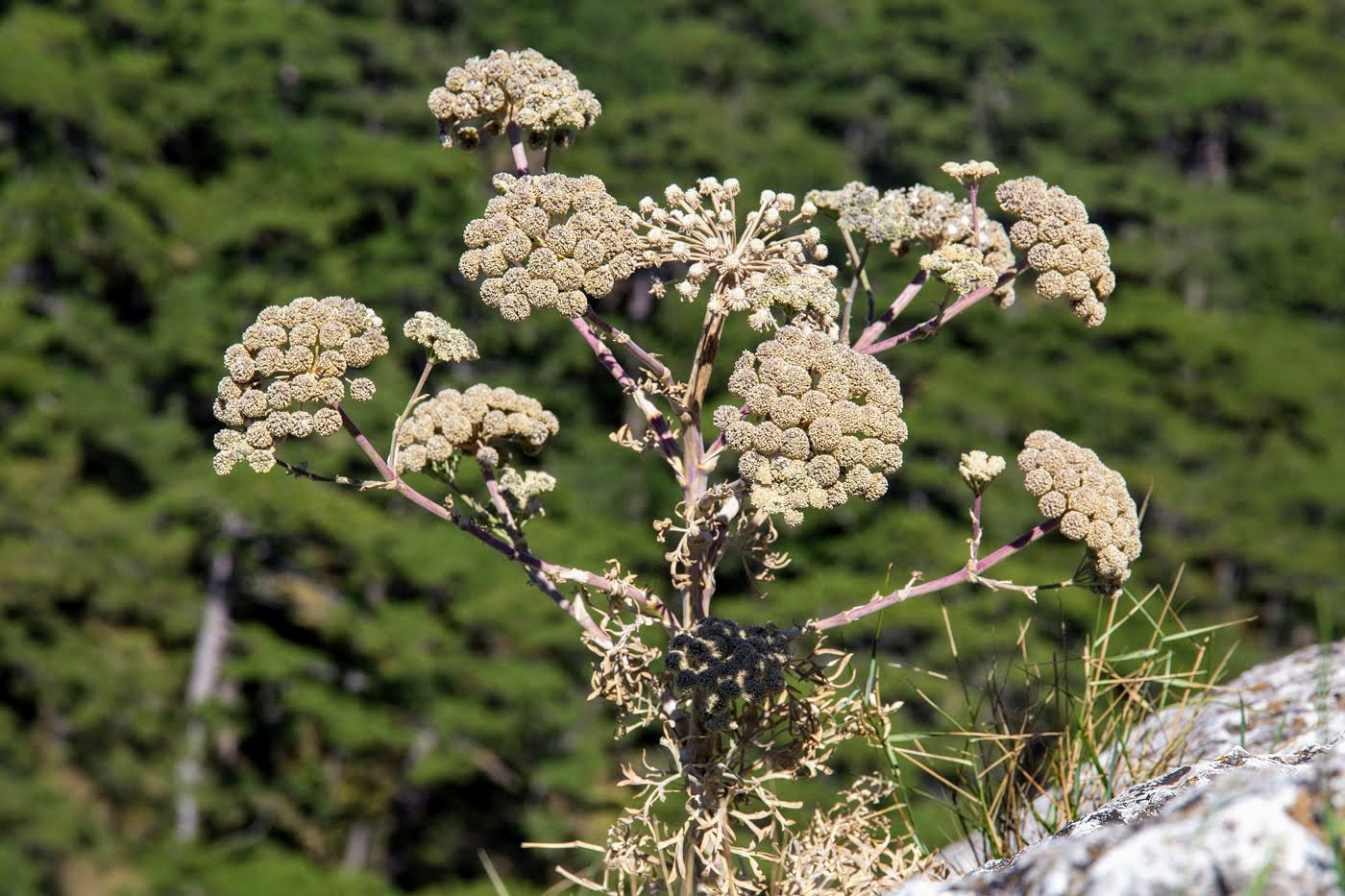 Image of Seseli gummiferum specimen.