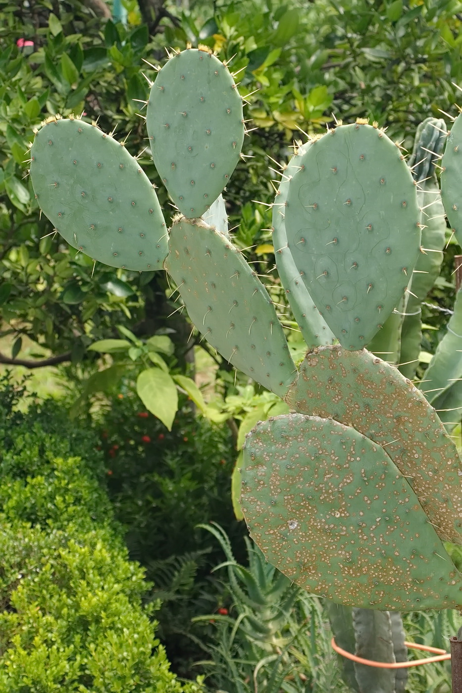 Image of genus Opuntia specimen.