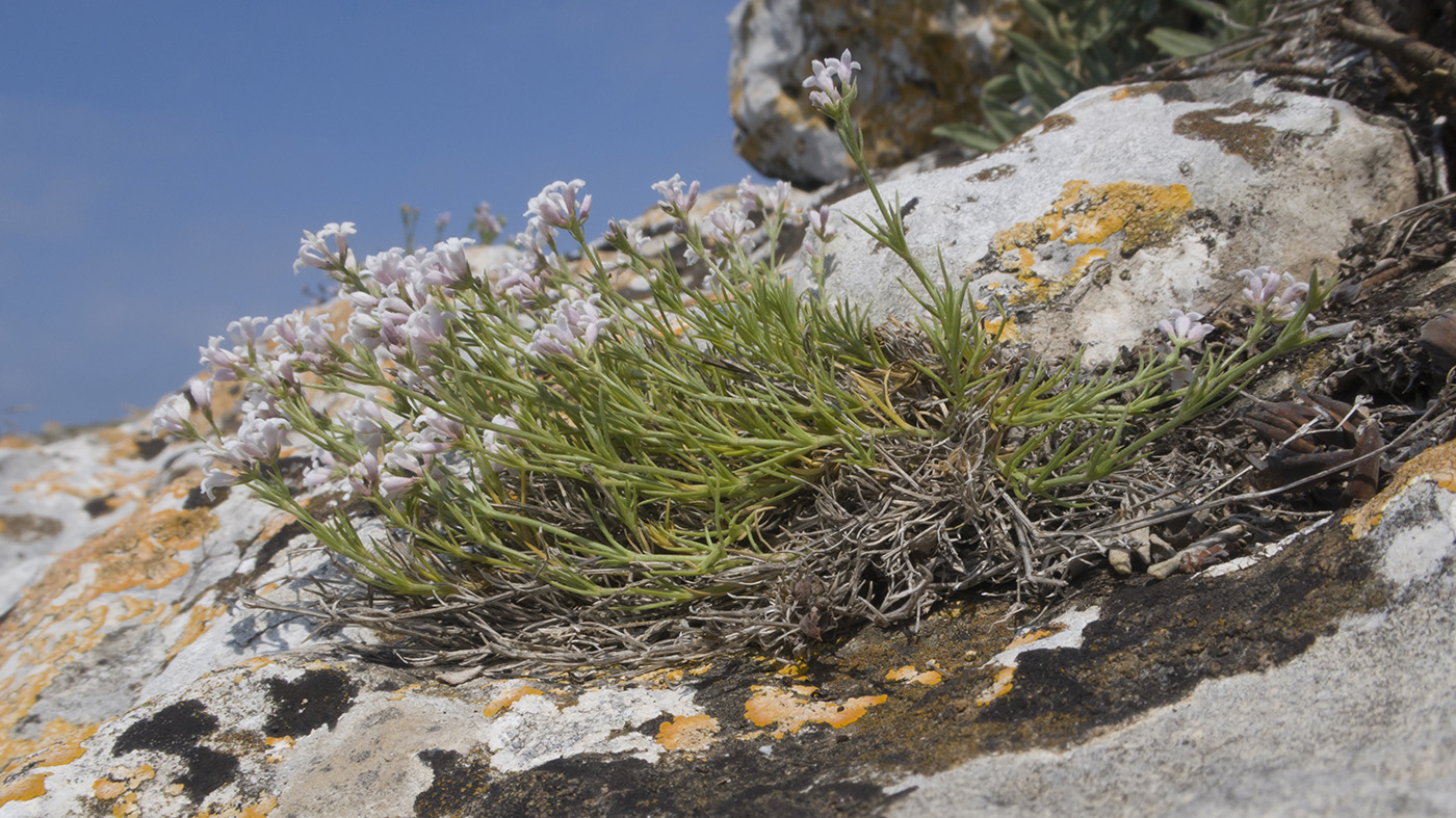 Изображение особи Asperula cimmerica.