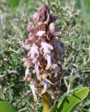 Himantoglossum robertianum