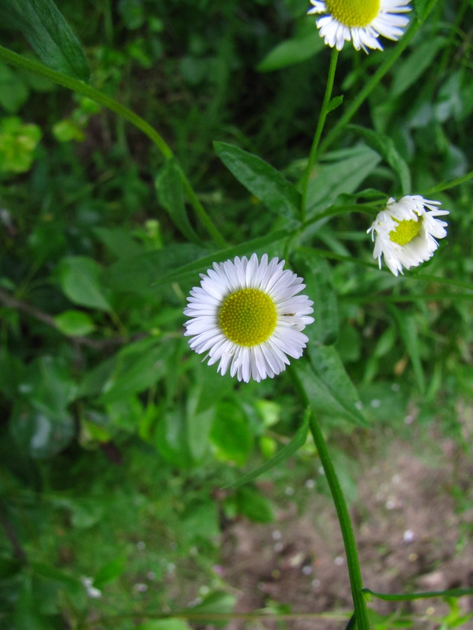 Изображение особи Erigeron annuus.