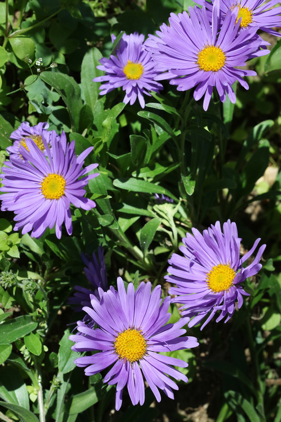 Изображение особи Aster alpinus.