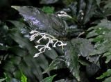 Argostemma yappii. Верхушка побега с соцветием. Малайзия, Камеронское нагорье, ≈ 1500 м н.у.м., влажный тропический лес. 03.05.2017.