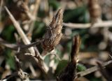 Centaurea spinosa