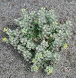 Alyssum strigosum