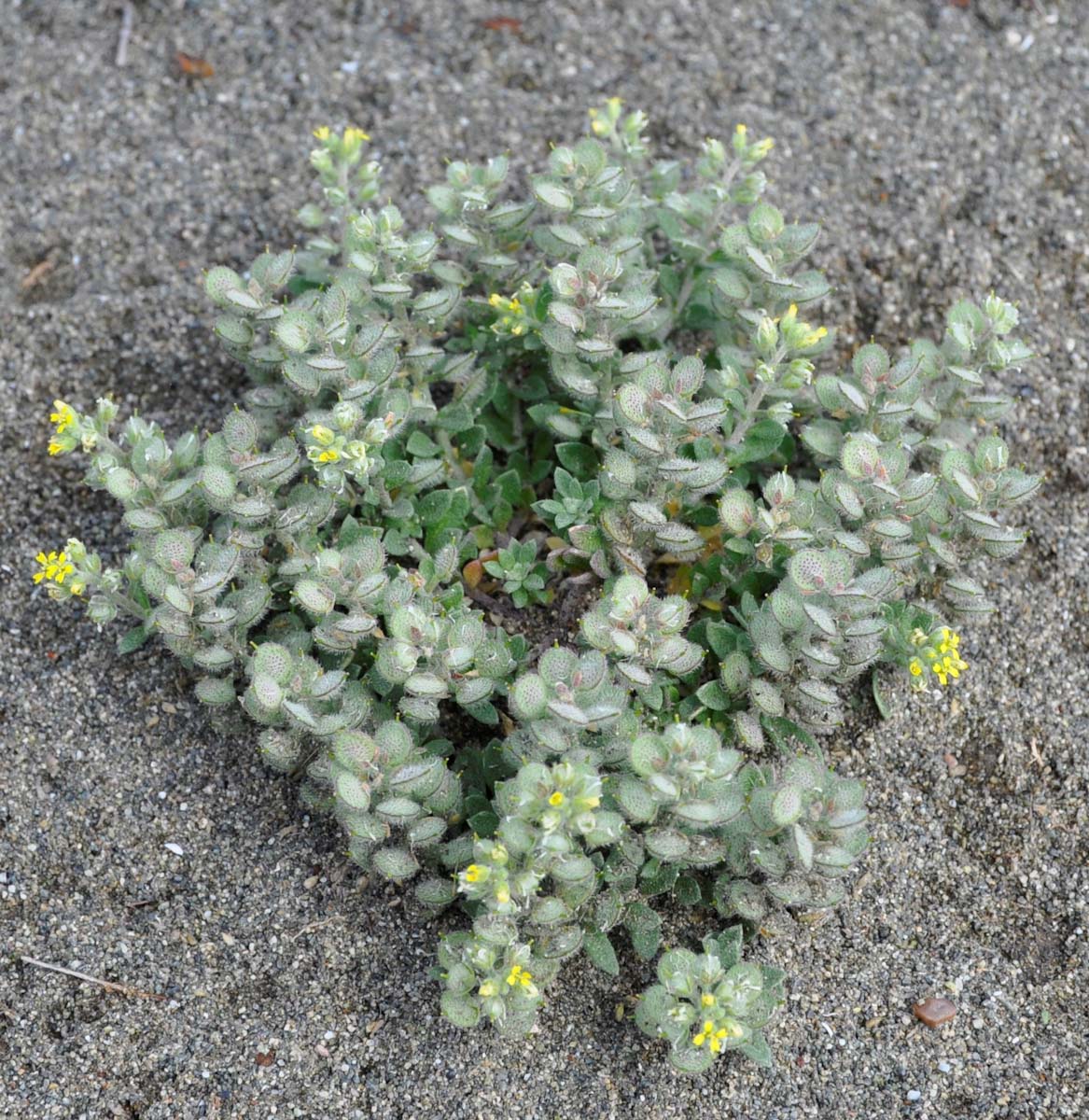 Изображение особи Alyssum strigosum.