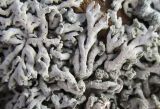 Physcia dubia