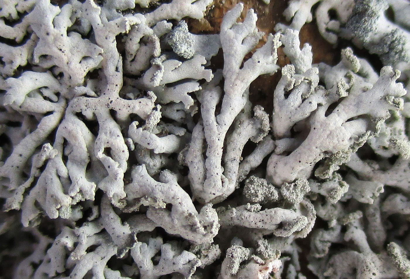 Image of Physcia dubia specimen.