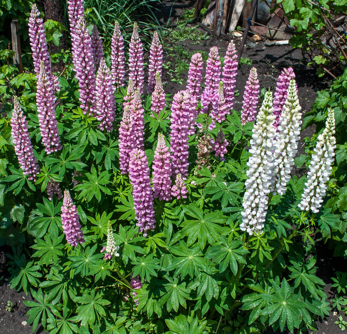 Изображение особи Lupinus &times; regalis.