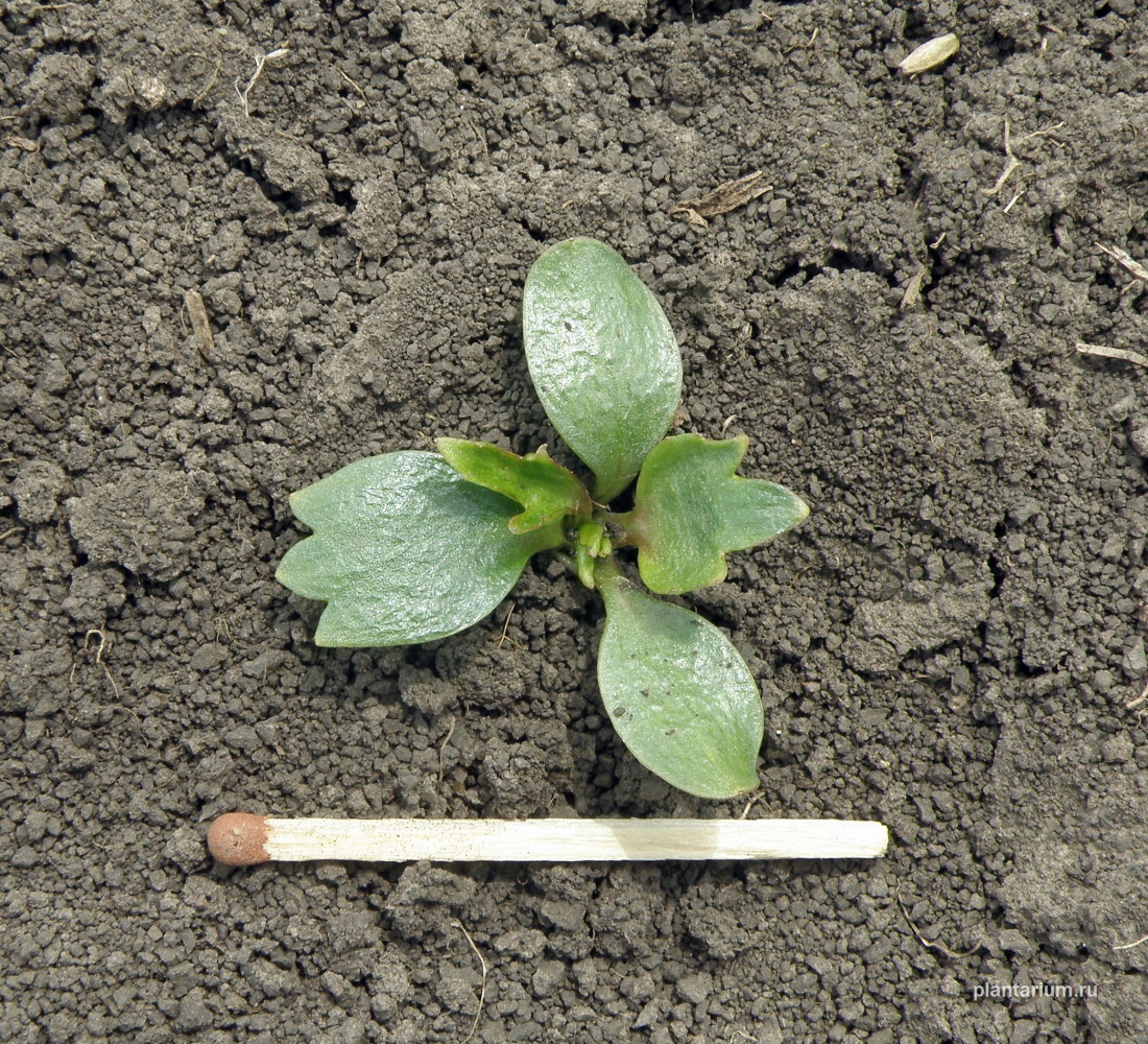 Image of Ranunculus arvensis var. tuberculatus specimen.