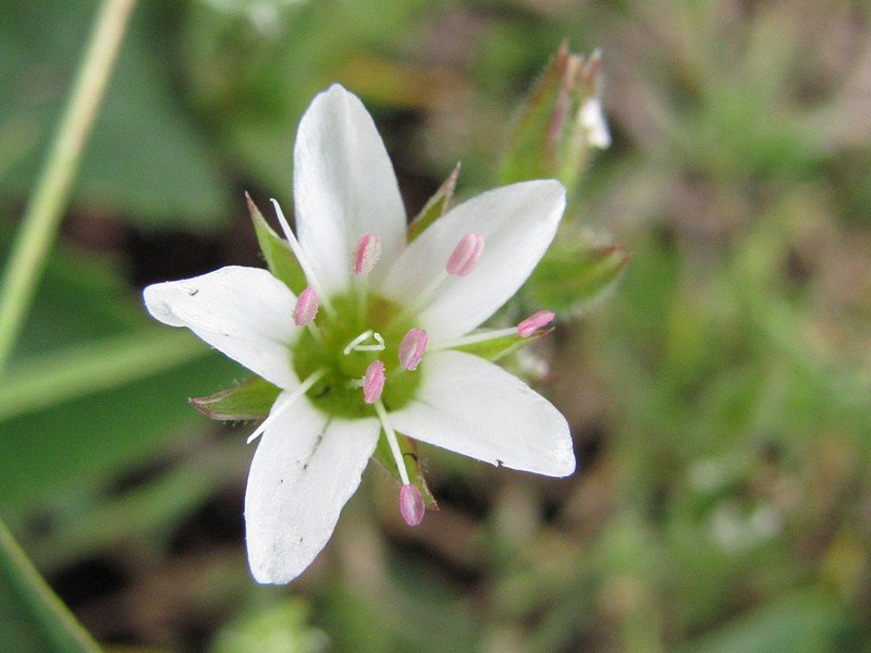 Image of Minuartia hirsuta specimen.