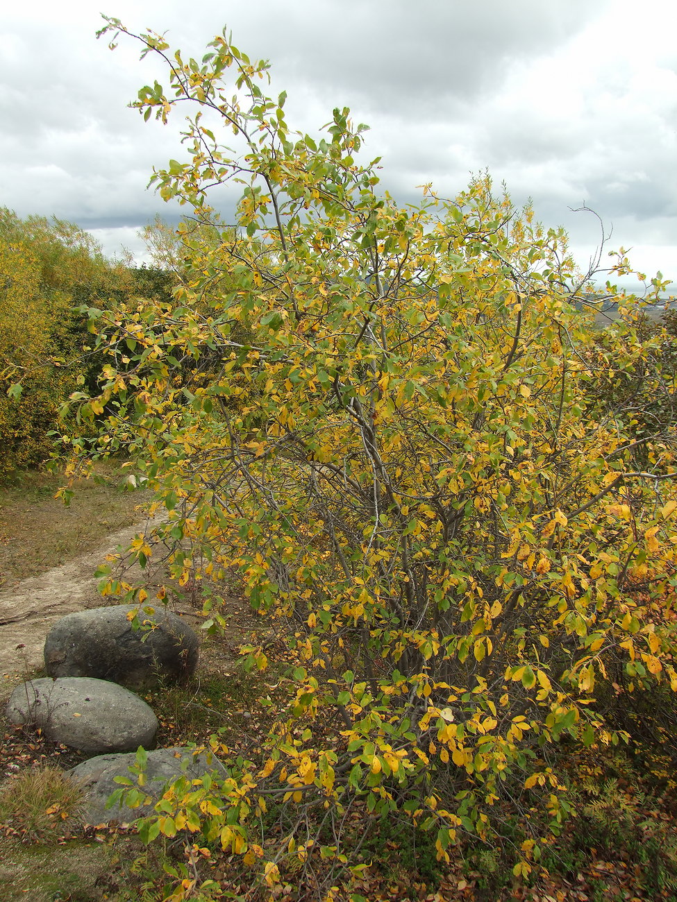 Image of Salix abscondita specimen.