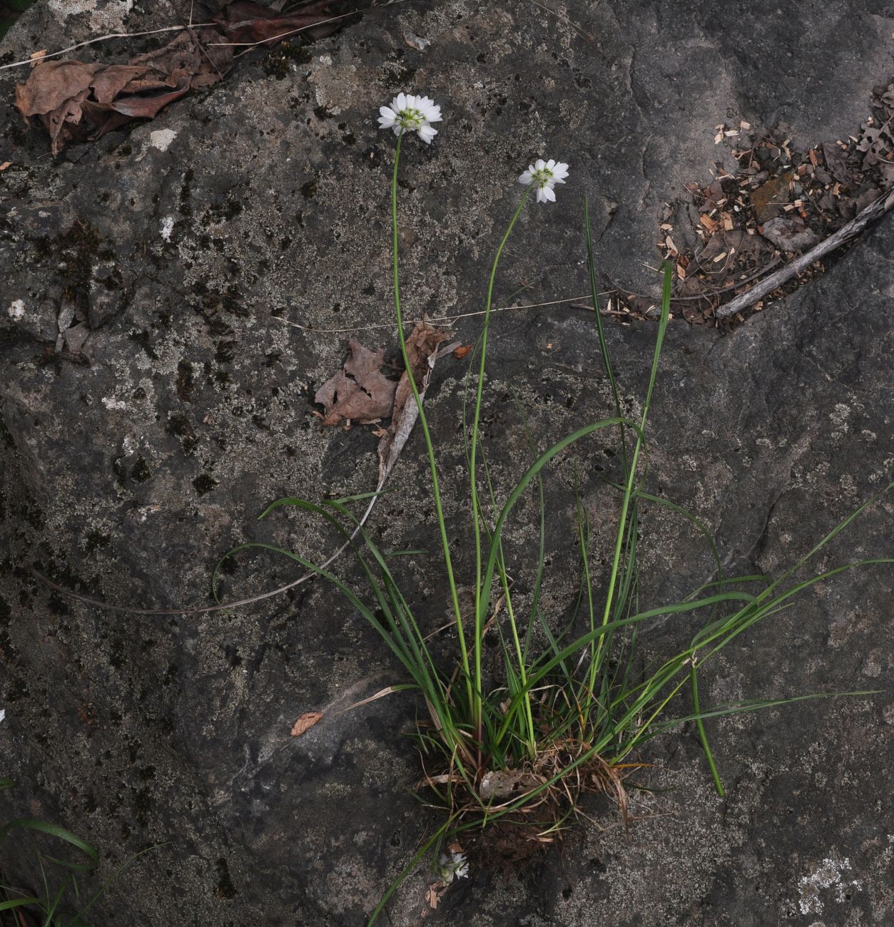 Изображение особи Allium zebdanense.
