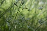 Stellaria graminea