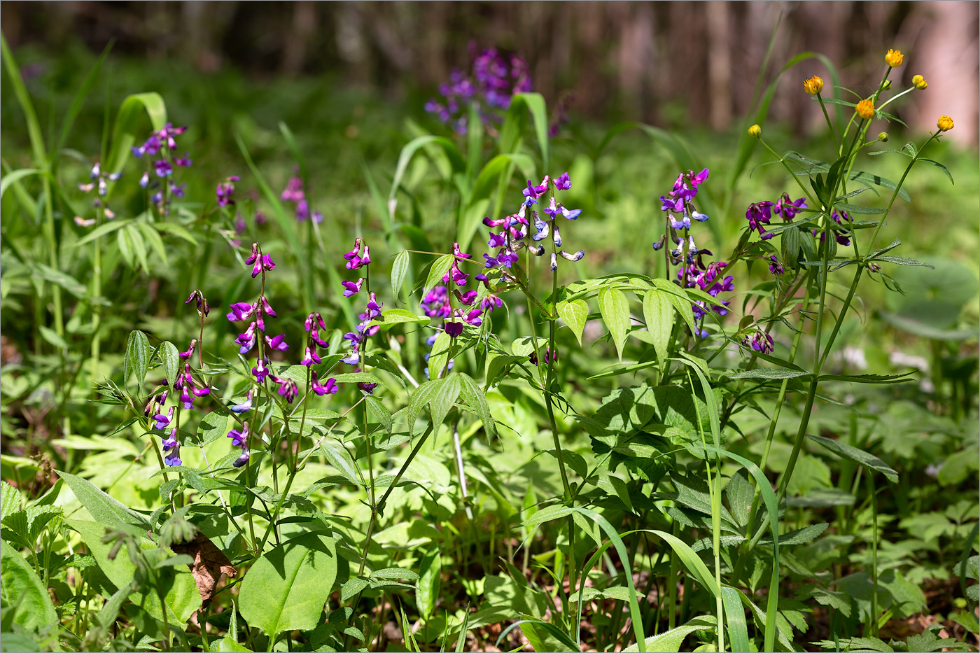 Image of Lathyrus vernus specimen.