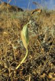 Iris acutiloba. Плодоносящее растение. Дагестан, Дербентский р-н, 4 км к западу от с. Музаим, долина р. Камышчай, степной склон. 30 мая 2019 г.