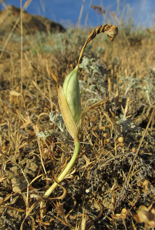 Изображение особи Iris acutiloba.